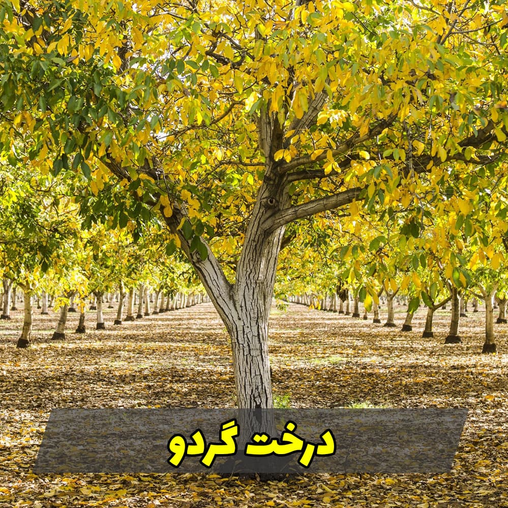 مبلمان اداری کلاسیک شرکت آدینا