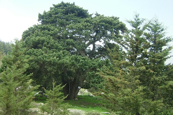 مبلمان اداری کلاسیک شرکت آدینا